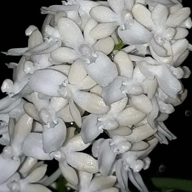 Seidenfadenia mitrata Vanda La Foresta Orchids var. alba 