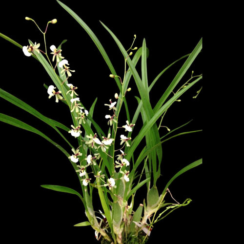 sigmatostylix-radicans-gomesa-