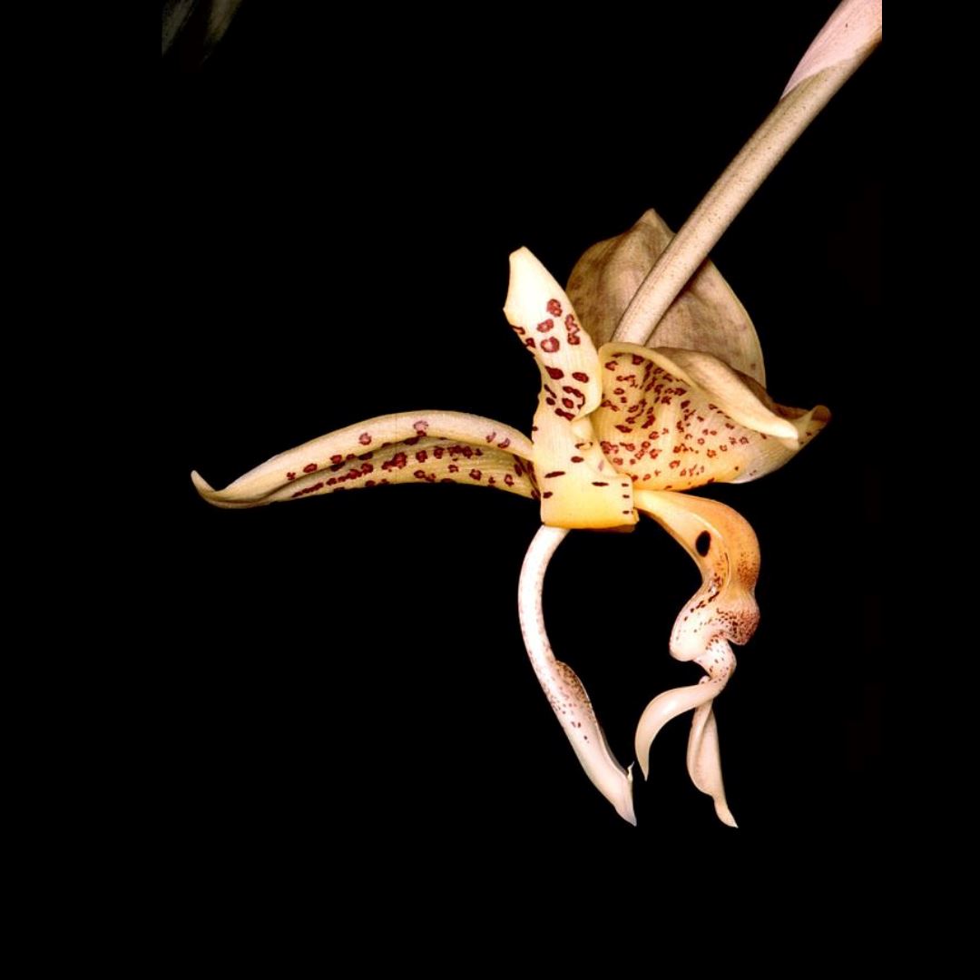 Stanhoe Ha Stanhopea oculata – La Foresta Orchids