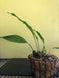Product image thumbnail 6