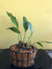 Product image thumbnail 5