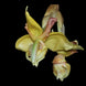 Product image thumbnail 4