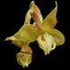 Product image thumbnail 1