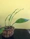 Product image thumbnail 7
