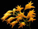 Product image thumbnail 4