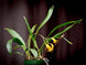 Product image thumbnail 5