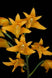 Product image thumbnail 1