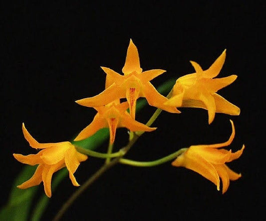 Stenocoryne aureofulva Bifrenaria La Foresta Orchids 
