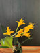 Product image thumbnail 6