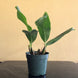 Product image thumbnail 6