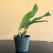Product image thumbnail 7