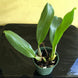 Product image thumbnail 5