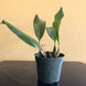 Product image thumbnail 8