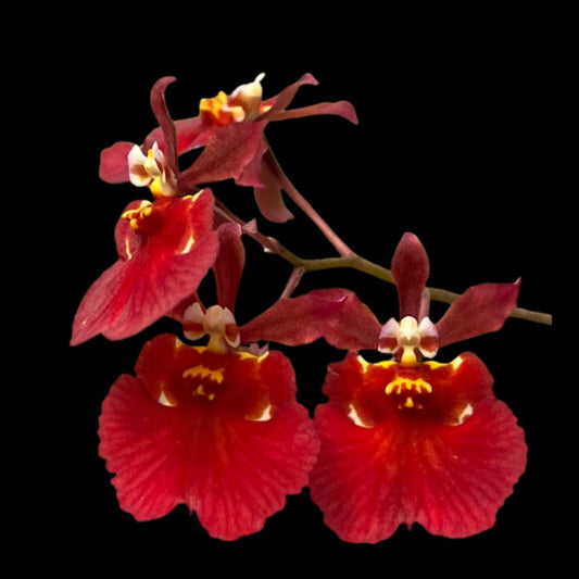 Tolumnia Orchids Hybrids Tolumnia La Foresta Orchids Jairak Firm 'Red Devil' 