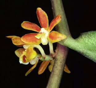 Trichoglottis amesiana Vanda La Foresta Orchids 