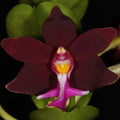 Trichoglottis atropurpurea