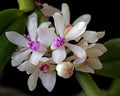 Trichoglottis rosea var. breviracema