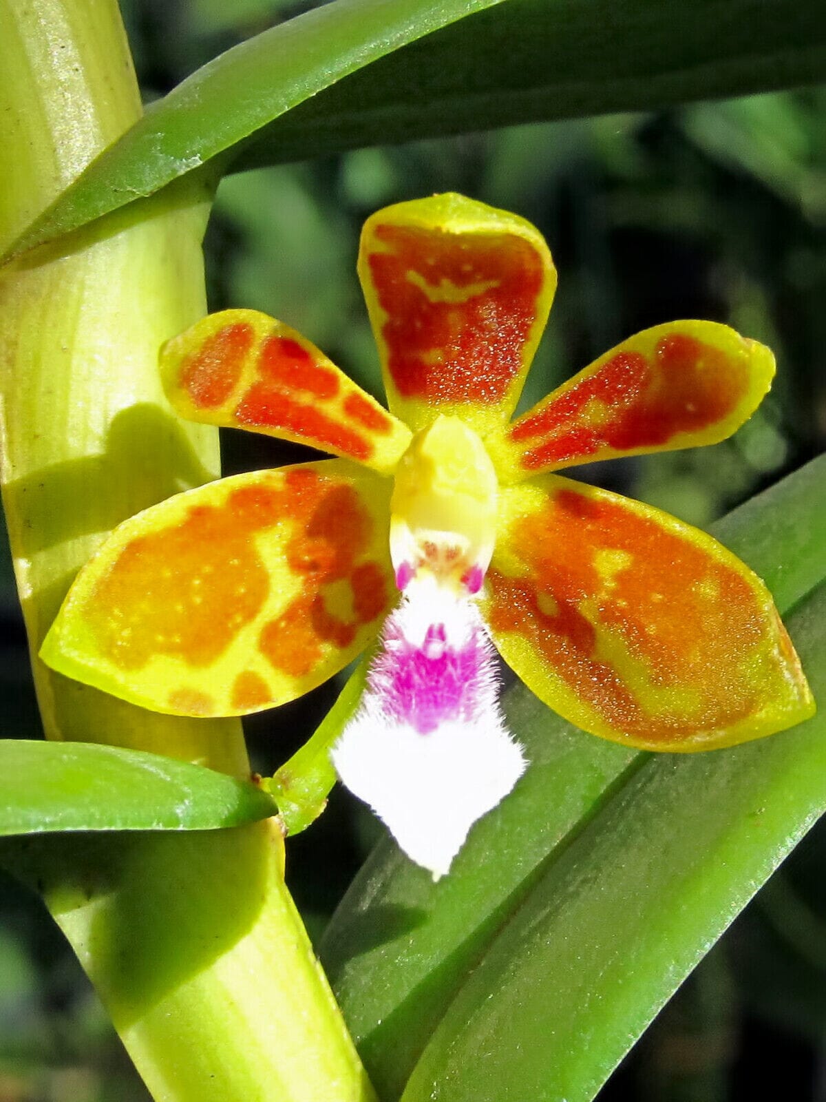 Trichoglottis tomentosa Vanda La Foresta Orchids 