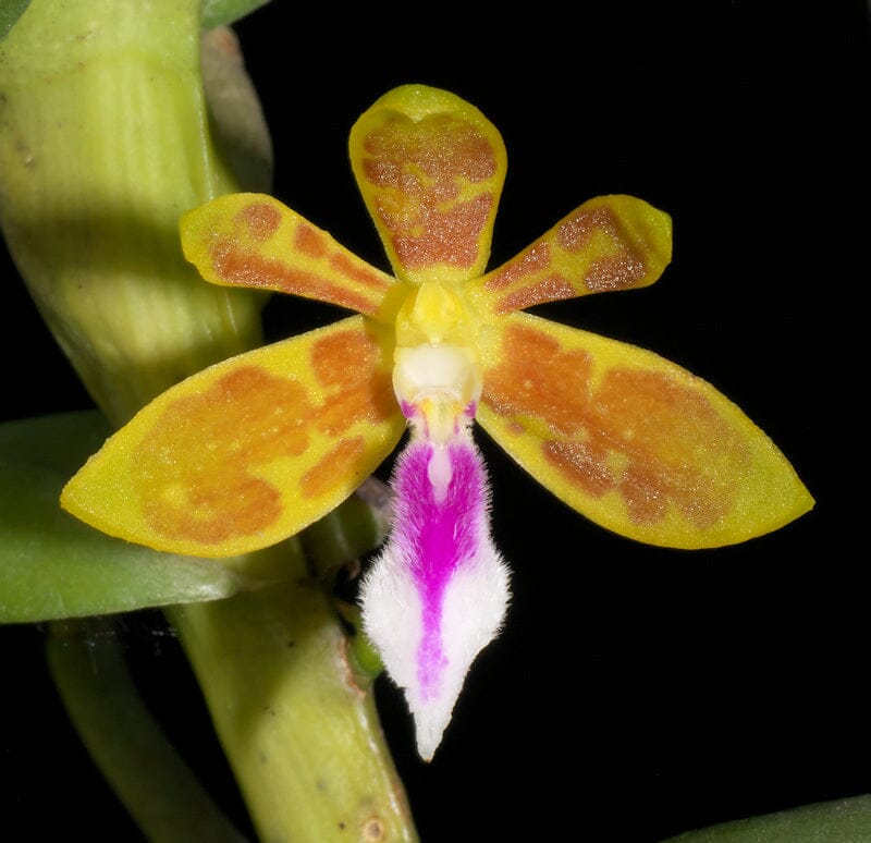 Trichoglottis tomentosa Vanda La Foresta Orchids 