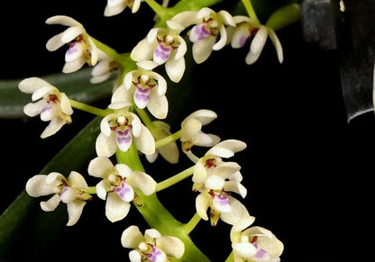 Tuberolabium kotoense Phalaenopsis La Foresta Orchids 