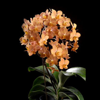 Vanda Alliance: Asconopsis Irene Dobkin 'Elmhurst' HCC/AOS Vanda La Foresta Orchids 