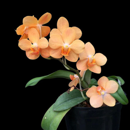 Vanda Alliance: Asconopsis Irene Dobkin 'Elmhurst' HCC/AOS Vanda La Foresta Orchids 