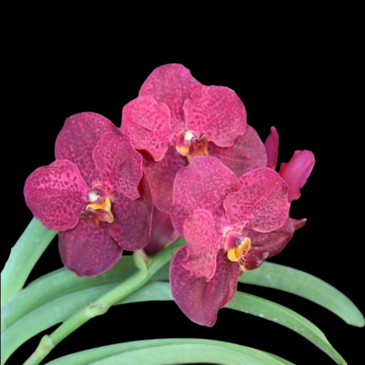 Vanda Alliance: Vanda Kultana Brown Spot x (Ascda. Leena Kamolphan x Ascda. Betty May Steel) Vanda La Foresta Orchids