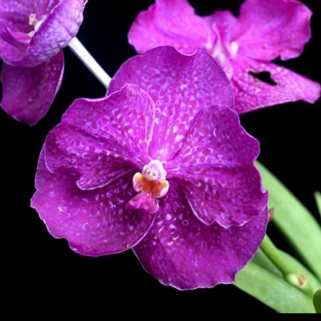 Vanda Hybrids: Vanda Pakchong Blue 2N x Vanda Patcharee Vanda Hybrids: Vanda Pakchong Blue 2N x Vanda Patcharee