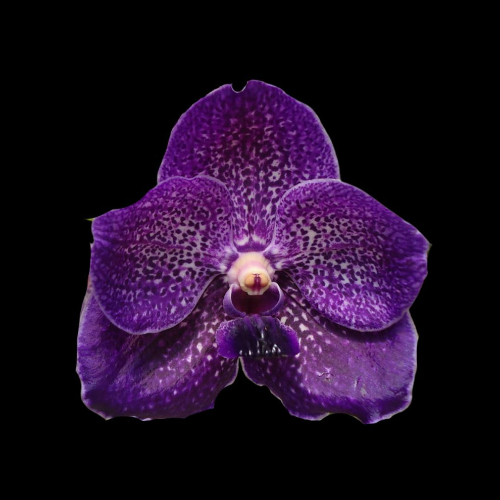 Vanda Hybrids: Vanda Pure's Wax 'Violet Blue' – La Foresta Orchids