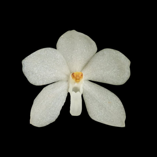 Vanda ampullacea var. alba Vanda La Foresta Orchids 