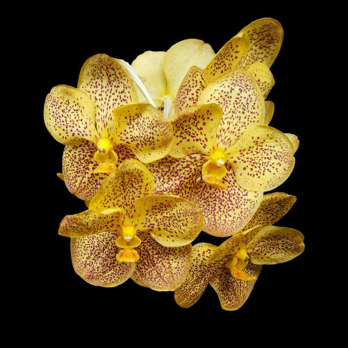 Vanda Hybrids: Vanda Ascocenda Pakchong Gold Spots x Vanda Kultana