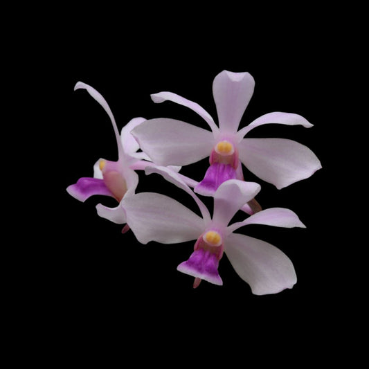 Vanda coerulescens var. pink Vanda La Foresta Orchids 