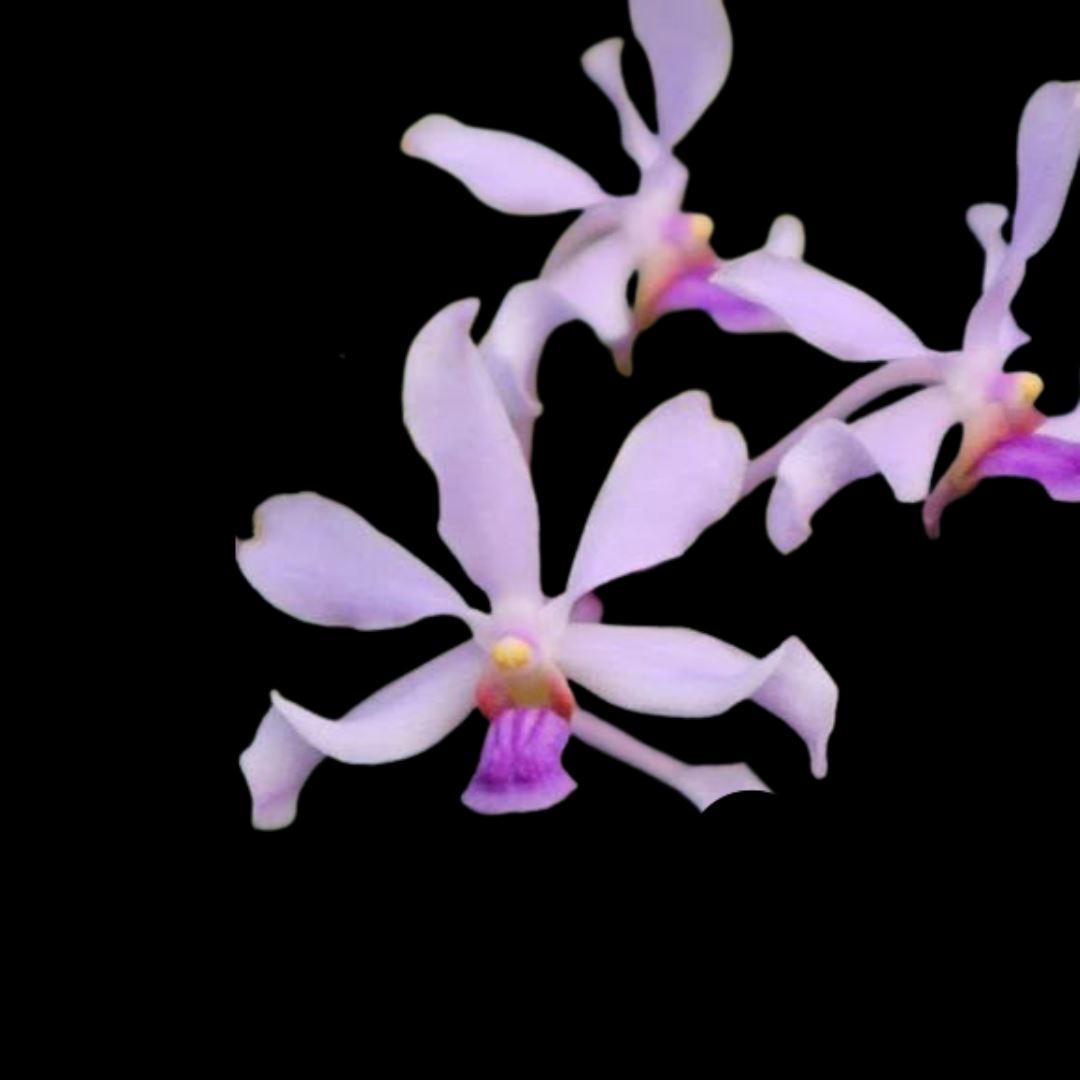 Vanda coerulescens var. pink Vanda La Foresta Orchids 