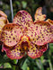 Product image thumbnail 2