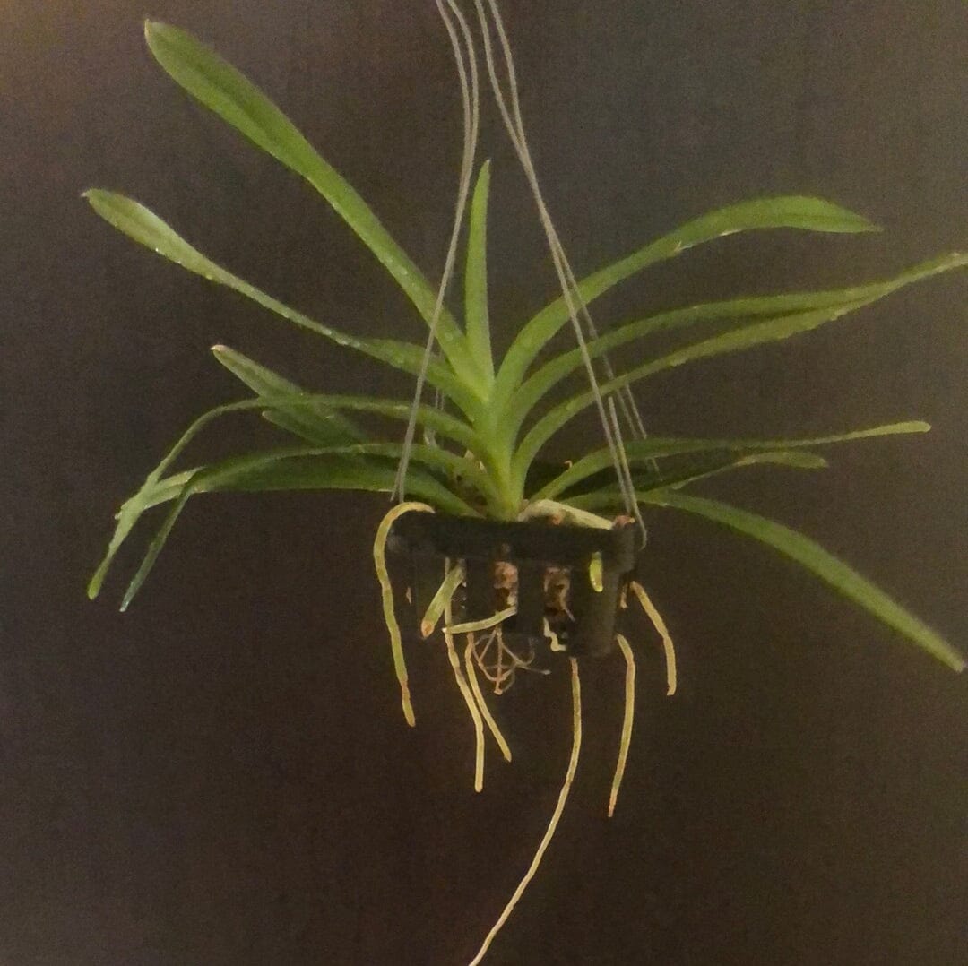Vanda insignis – La Foresta Orchids