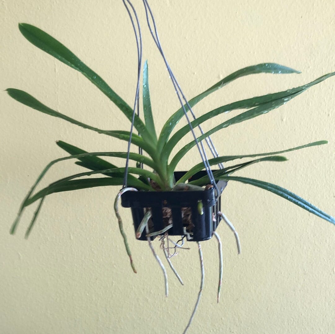 Vanda insignis – La Foresta Orchids