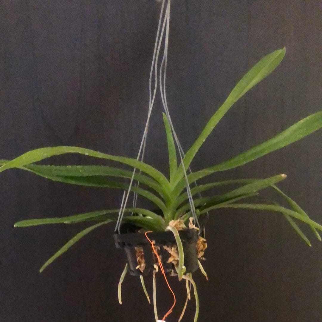 Vanda insignis – La Foresta Orchids