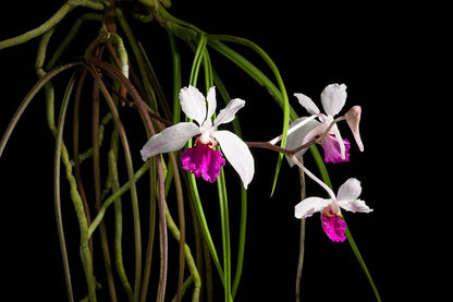 Vanda kimballiana Vanda La Foresta Orchids 