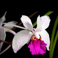 Vanda kimballiana