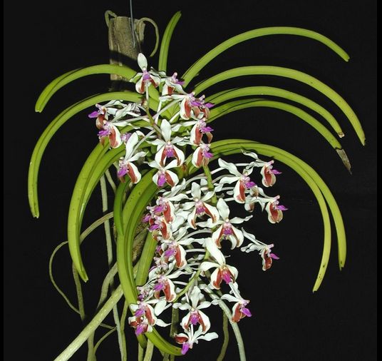 Vanda lamellata Vanda La Foresta Orchids 