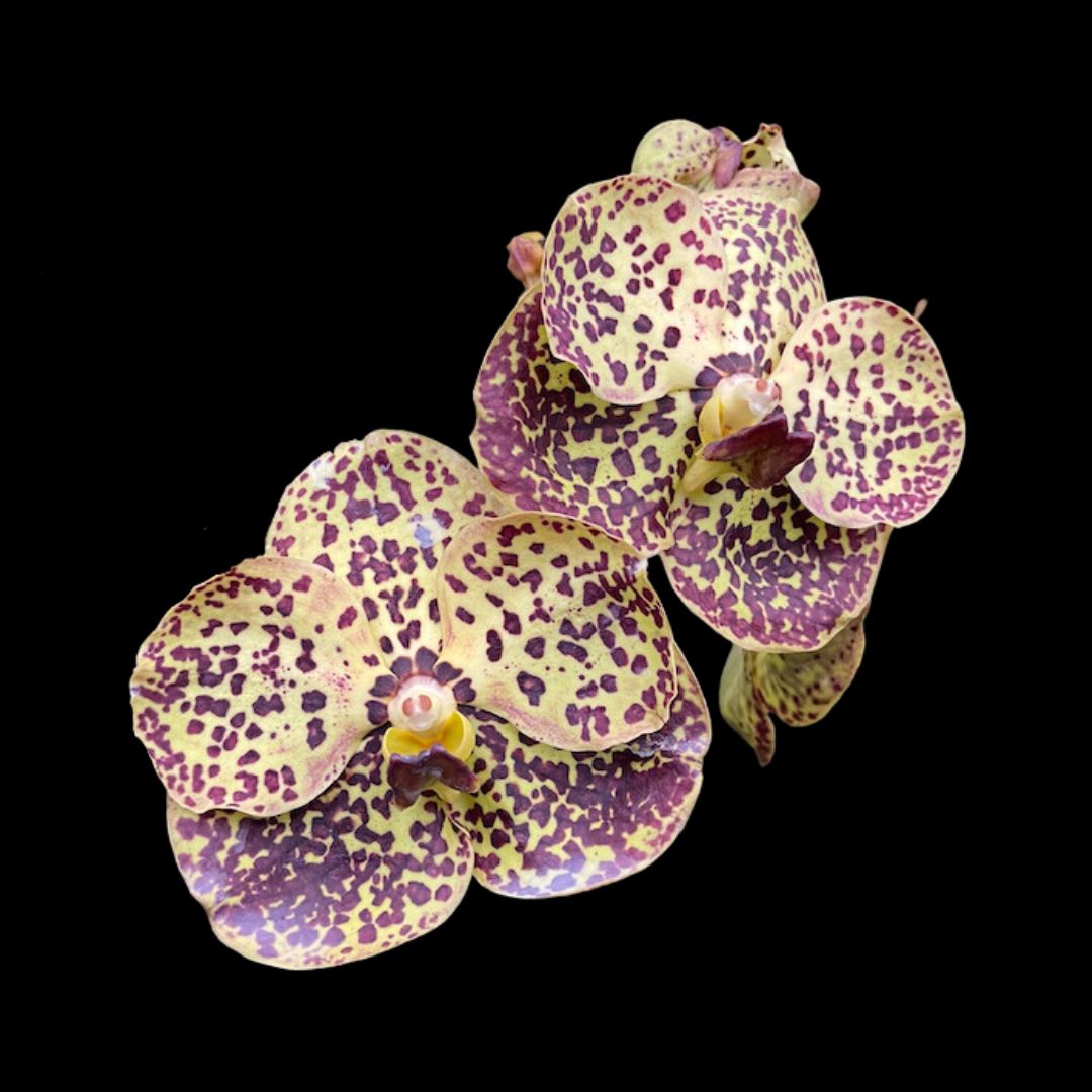Vanda Plug Vanda Hybrids: Vanda Prapanth Gold × Vanda Chao Praya Sapphire – La ...