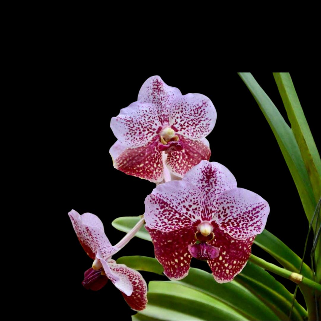 Vanda sanderiana 'Pink' Vanda La Foresta Orchids 