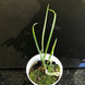 Product image thumbnail 6