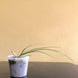 Product image thumbnail 7