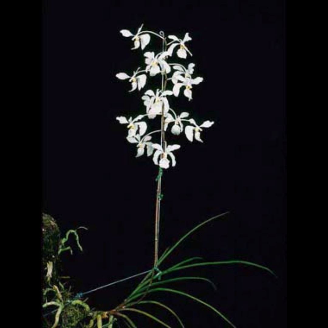 Vanda subulifolium Vanda La Foresta Orchids 