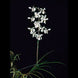 Product image thumbnail 4
