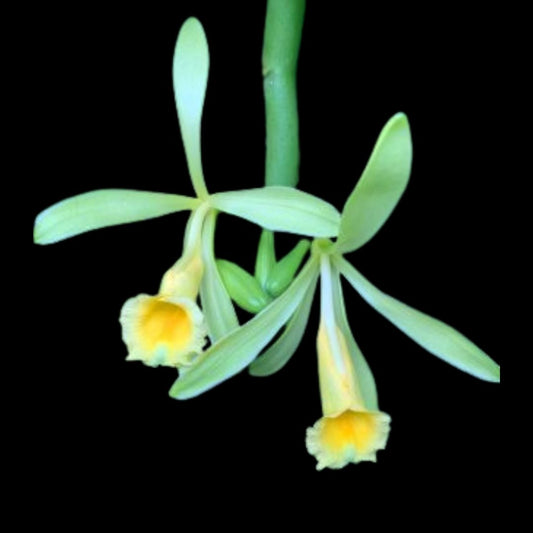 Vanilla planifolia Vanilla La Foresta Orchids 