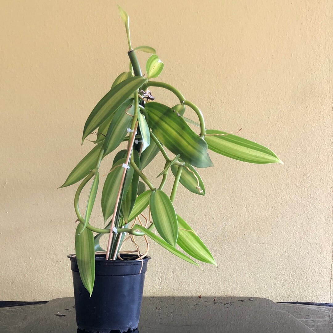 vanilla house plant Vanilla planifolia – La Foresta Orchids