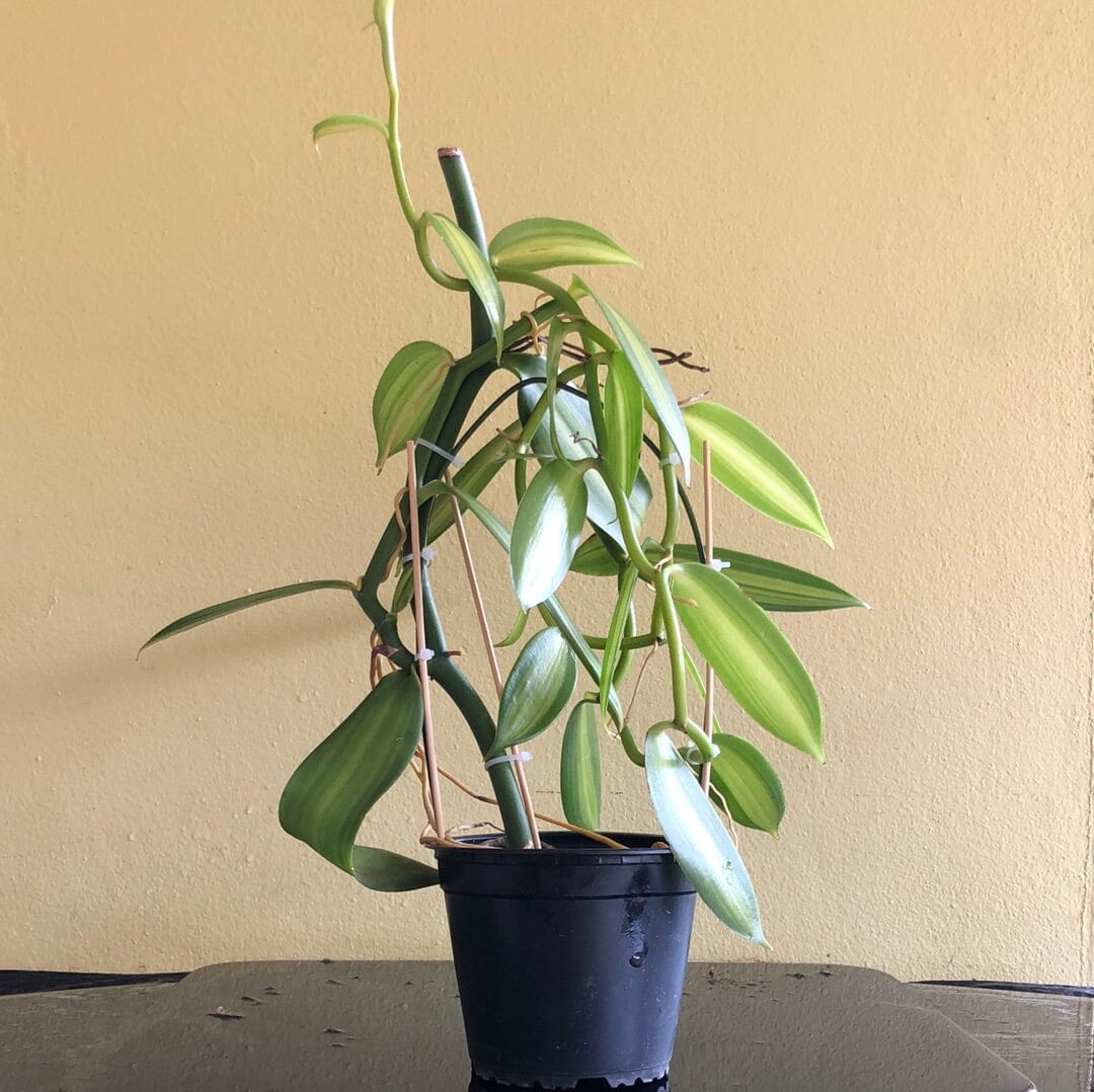 vanilla plant indoors Vanilla planifolia – La Foresta Orchids