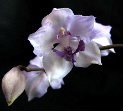 Acacallis cyanea - In BUD! Acacallis La Foresta Orchids 